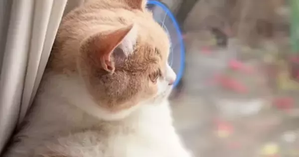 窓辺にいる猫を見ると→あまりの『くつろぎっぷり』に…「確実におっさん入ってるｗ」「なんて無防備なのｗ」思わず笑ってしまう光景が47万再生