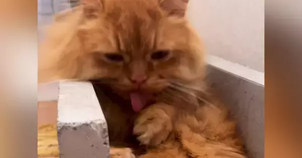 お腹を一生懸命に毛づくろいしていた長毛猫…突然の『人間味あふれる行動』に「大人みたいｗ」「毛が長いしきっと大変だよねｗ」と23万再生