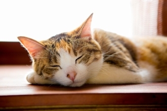 人間もマネしたい『猫の習性や性格』4つ　理想的な考え方や私たちが活かしたいこと