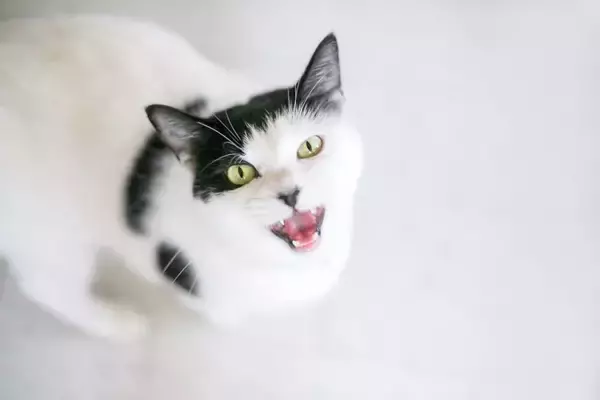 猫がにゃあああああ～と『長く鳴くとき』の意味4選　何か強く訴えたいことがある？