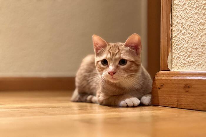 猫がにゃあああああ～と『長く鳴くとき』の意味4選　何か強く訴えたいことがある？