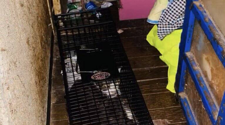 飼い主を亡くし2ヶ月間『壮絶な場所で生きていた高齢猫』が保護された結果…涙せずにはいられない現在の姿に「号泣」「本当にありがとう」の声