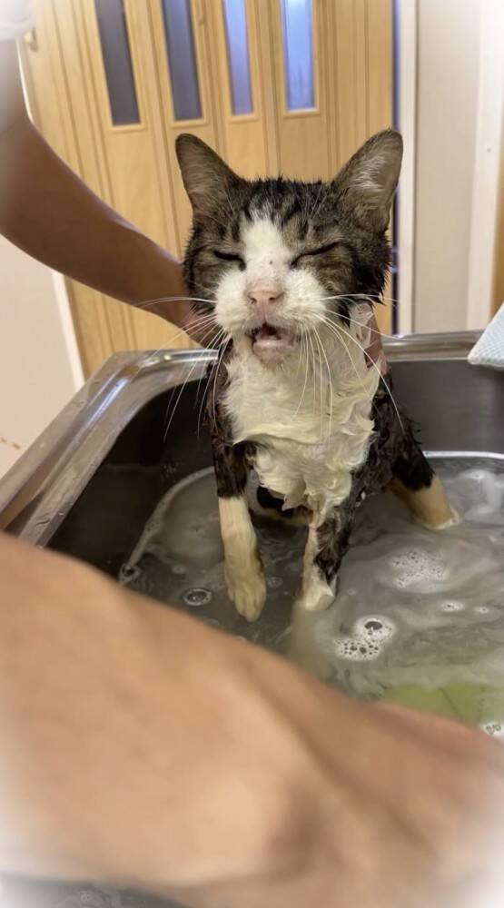 飼い主を亡くし2ヶ月間『壮絶な場所で生きていた高齢猫』が保護された結果…涙せずにはいられない現在の姿に「号泣」「本当にありがとう」の声