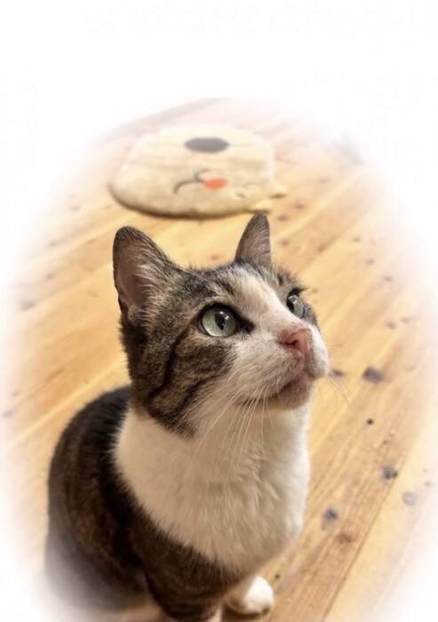 飼い主を亡くし2ヶ月間『壮絶な場所で生きていた高齢猫』が保護された結果…涙せずにはいられない現在の姿に「号泣」「本当にありがとう」の声