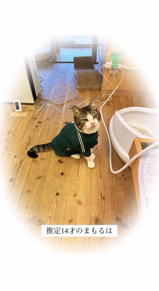 飼い主を亡くし2ヶ月間『壮絶な場所で生きていた高齢猫』が保護された結果…涙せずにはいられない現在の姿に「号泣」「本当にありがとう」の声