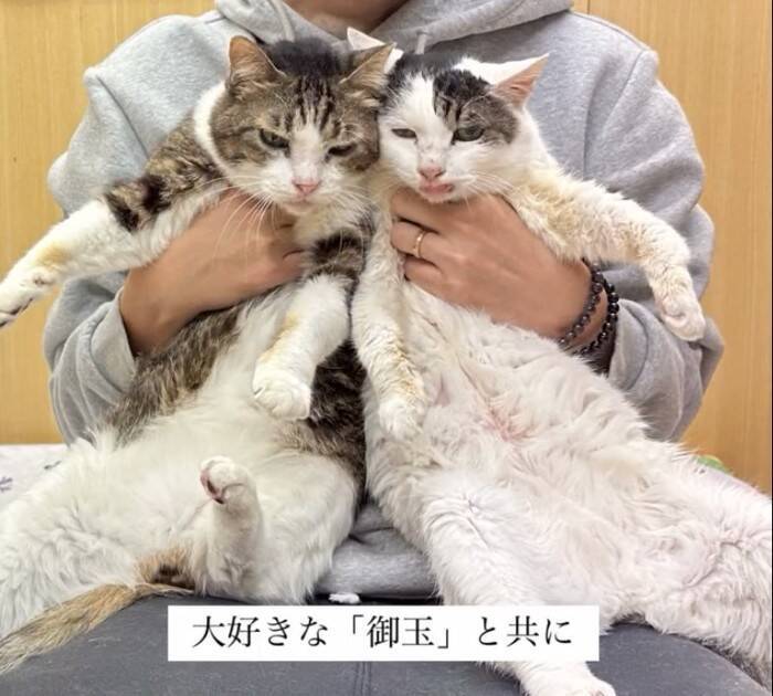 飼い主を亡くし2ヶ月間『壮絶な場所で生きていた高齢猫』が保護された結果…涙せずにはいられない現在の姿に「号泣」「本当にありがとう」の声