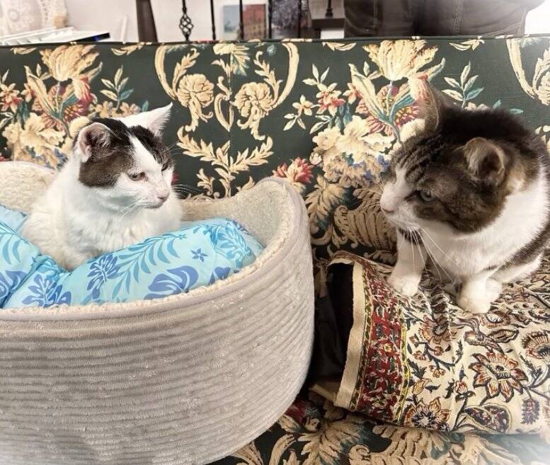 飼い主を亡くし2ヶ月間『壮絶な場所で生きていた高齢猫』が保護された結果…涙せずにはいられない現在の姿に「号泣」「本当にありがとう」の声