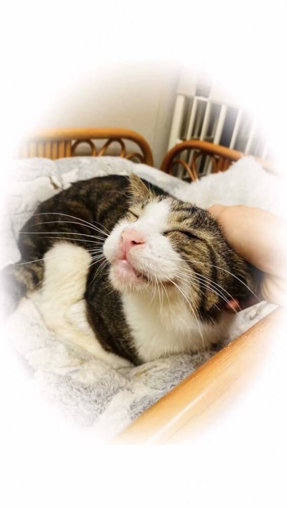 飼い主を亡くし2ヶ月間『壮絶な場所で生きていた高齢猫』が保護された結果…涙せずにはいられない現在の姿に「号泣」「本当にありがとう」の声