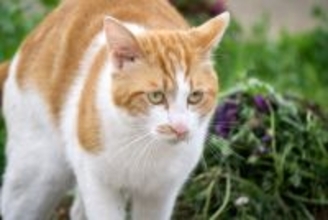 猫が『緊張している』ときにみせるサイン4つ　安心させるための対処法も解説