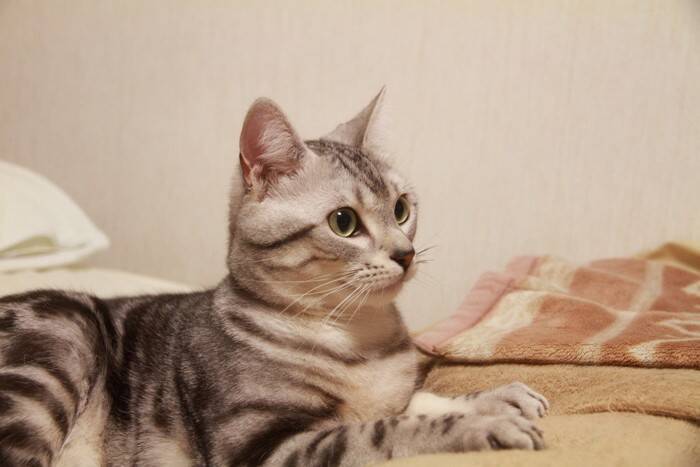 猫が『緊張している』ときにみせるサイン4つ　安心させるための対処法も解説