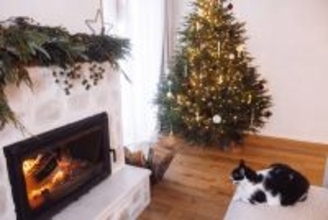 猫のイタズラから『クリスマスツリー』を守る方法5選　壊されないために取るべき対策とは？