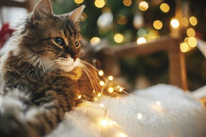 猫のイタズラから『クリスマスツリー』を守る方法5選　壊されないために取るべき対策とは？