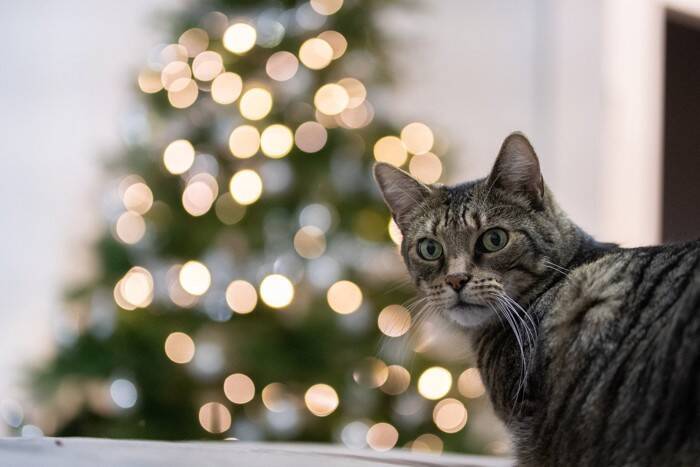 猫のイタズラから『クリスマスツリー』を守る方法5選　壊されないために取るべき対策とは？