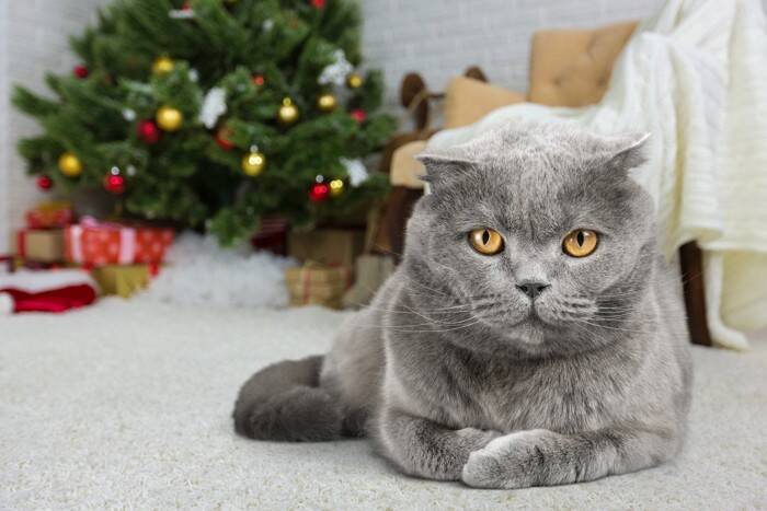 猫のイタズラから『クリスマスツリー』を守る方法5選　壊されないために取るべき対策とは？