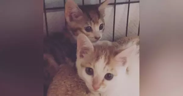 『ずっとかわえええ』保護した2匹の子猫→成長した現在の様子が…尊いビフォーアフターに２万いいね「大きくなってからが本番」「とても良い」