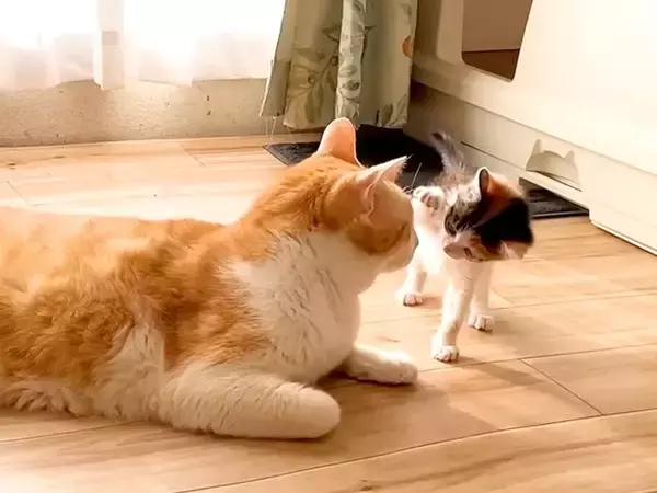 保護された赤ちゃん猫→先住猫の顔を、前足で『ペシペシ』叩いた結果…『100点満点の神対応』に反響「園長先生のような風格」「素晴らしい」