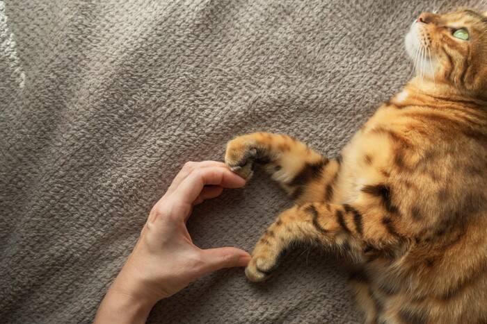 猫があなたを『尊敬している』ときに見せるサイン5つ　リスペクトされやすい人の特徴もご紹介