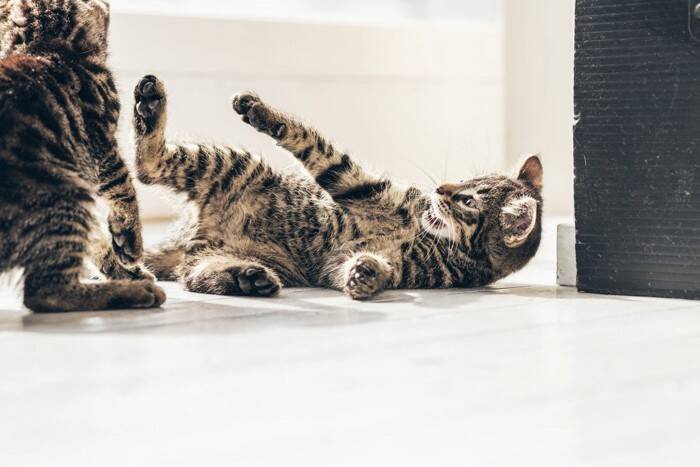 猫の『お腹がたるんでいる』意外な理由3つ　担っている役割や肥満との違いを解説