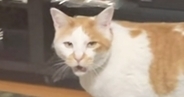 長く鳴いていた猫→鳴き終わった瞬間に『家族みんなで褒めてみた』結果…まさかのリアクションに「反応が良すぎるｗ」「わかりやすい」と反響