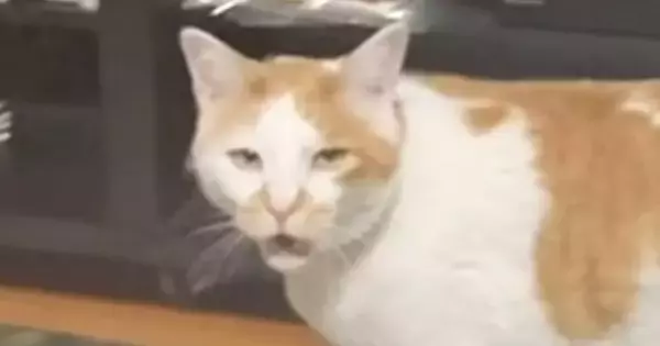長く鳴いていた猫→鳴き終わった瞬間に『家族みんなで褒めてみた』結果…まさかのリアクションに「反応が良すぎるｗ」「わかりやすい」と反響