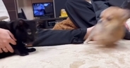 10歳の猫と遊びたい『生後3か月の子犬』→必死にアピールしていると…爆笑の展開が129万再生「可愛すぎｗ」「温度差がすごいｗ」