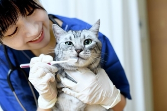 猫を守るために必要な『嫌がられやすい行動』4選　欠かせない理由やストレスを抑える工夫まで