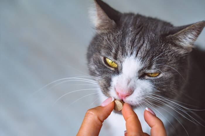 猫を守るために必要な『嫌がられやすい行動』4選　欠かせない理由やストレスを抑える工夫まで