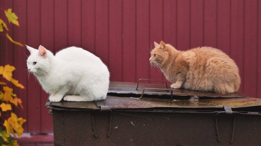 老夫婦が作り上げた「老猫たちの最期」をおだやかに看取るための住まい　米国