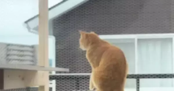 テラスでお留守番していた猫→背後まで来ていた『飼い主』に気づいた瞬間…尊すぎる光景が391万再生「早く帰りたくなるねｗ」「感動した」