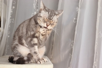 猫が『反抗期』に突入したときのサイン3つ　どんな変化が表れるの？上手な接し方まで