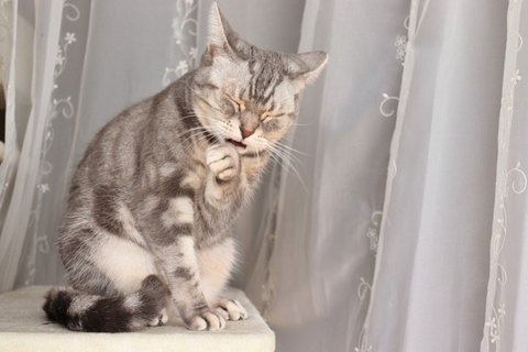 猫が『反抗期』に突入したときのサイン3つ　どんな変化が表れるの？上手な接し方まで