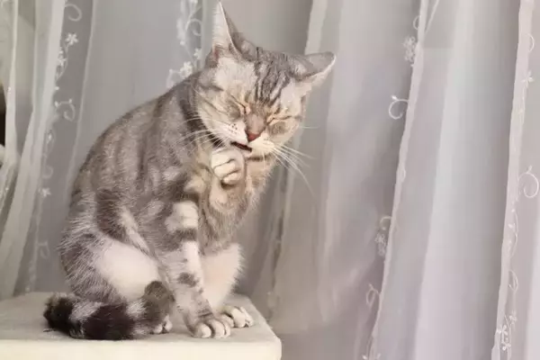 猫が『反抗期』に突入したときのサイン3つ　どんな変化が表れるの？上手な接し方まで