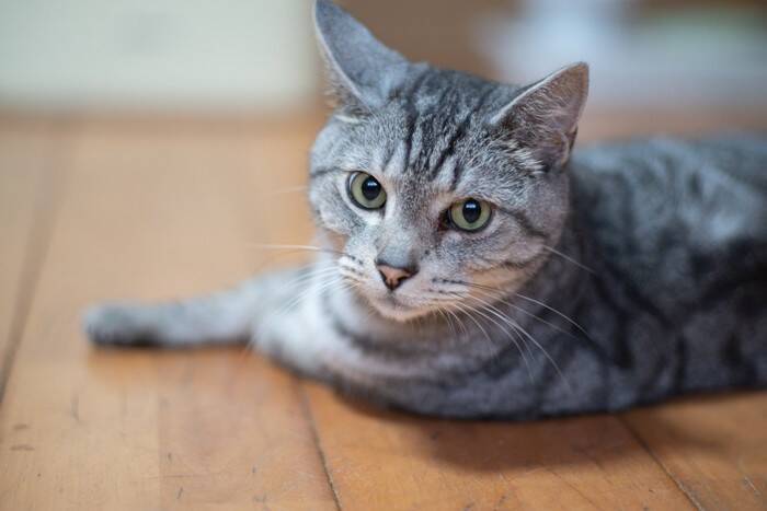 猫が『反抗期』に突入したときのサイン3つ　どんな変化が表れるの？上手な接し方まで