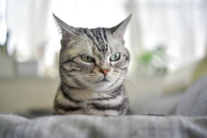 猫が『反抗期』に突入したときのサイン3つ　どんな変化が表れるの？上手な接し方まで