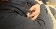 生後1か月で体重わずか102g、手のひらに収まるほど小さかった猫が…涙あふれる『現在の光景』に４万いいね「本当に奇跡」「とっても尊い」