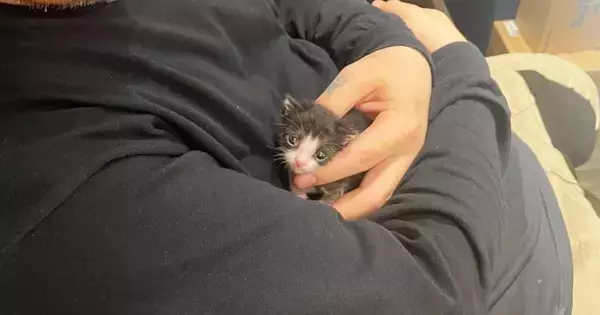 生後1か月で体重わずか102g、手のひらに収まるほど小さかった猫が…涙あふれる『現在の光景』に４万いいね「本当に奇跡」「とっても尊い」