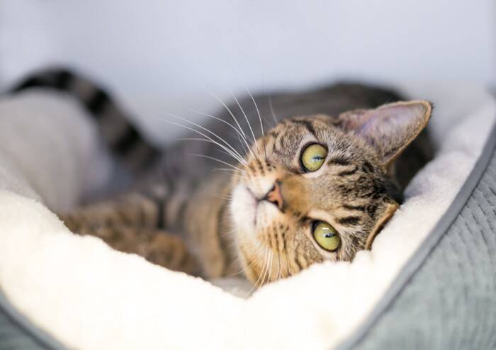 猫と『一緒に寝ない』ことを選ぶメリット5つ　トラブル予防につながる理由や寝る場所を分けるコツ