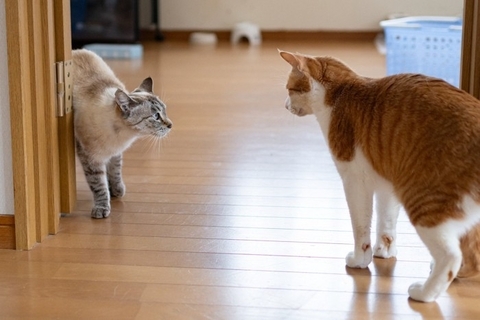 猫同士の『ケンカ』が始まるキッカケ5選　遊んでいるのとはどう違う？仲裁は必要なの？