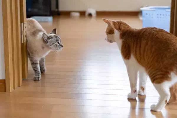 猫同士の『ケンカ』が始まるキッカケ5選　遊んでいるのとはどう違う？仲裁は必要なの？