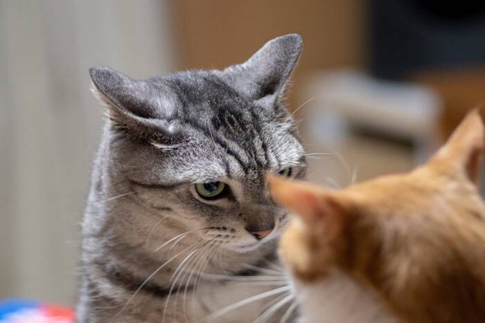 猫同士の『ケンカ』が始まるキッカケ5選　遊んでいるのとはどう違う？仲裁は必要なの？
