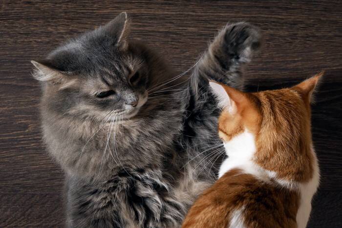 猫同士の『ケンカ』が始まるキッカケ5選　遊んでいるのとはどう違う？仲裁は必要なの？