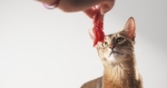 猫の寿命を縮ませる『間違った飼い方』5選　悪影響を及ぼす理由から改善すべきことまで
