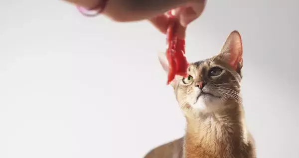 猫の寿命を縮ませる『間違った飼い方』5選　悪影響を及ぼす理由から改善すべきことまで