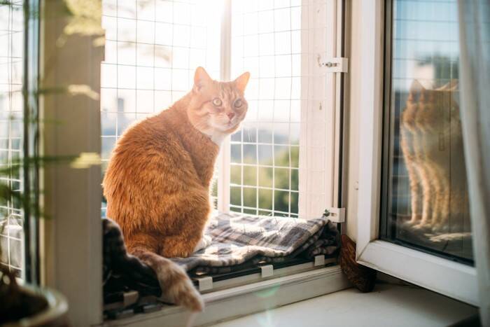 猫の寿命を縮ませる『間違った飼い方』5選　悪影響を及ぼす理由から改善すべきことまで