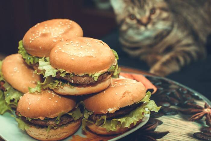 猫の寿命を縮ませる『間違った飼い方』5選　悪影響を及ぼす理由から改善すべきことまで
