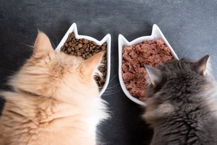 猫のフードに使われている『添加物』3選　どんな効果があるの？与えても問題ない？