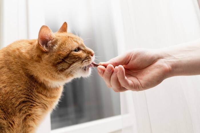 猫のフードに使われている『添加物』3選　どんな効果があるの？与えても問題ない？