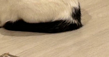 ふと見ると、フードボウルの前で愛猫が…思わず『ごはんをあげたくなる瞬間』に「賢い子ｗ」「背中が物語ってるｗ」「ずっと見ていたい」と反響
