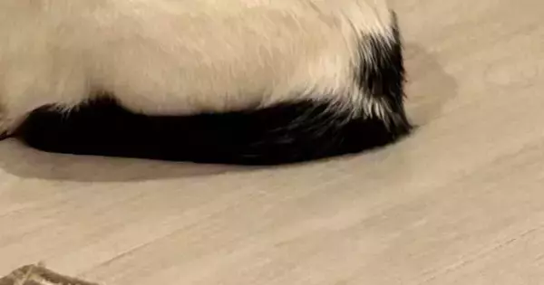 ふと見ると、フードボウルの前で愛猫が…思わず『ごはんをあげたくなる瞬間』に「賢い子ｗ」「背中が物語ってるｗ」「ずっと見ていたい」と反響