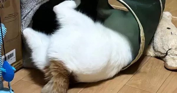 トンネルで大暴れする猫→飼い主に注意されると…「たまらなく可愛いｗ」思わず笑顔になる光景に5万いいね「小さい子供みたいｗ」